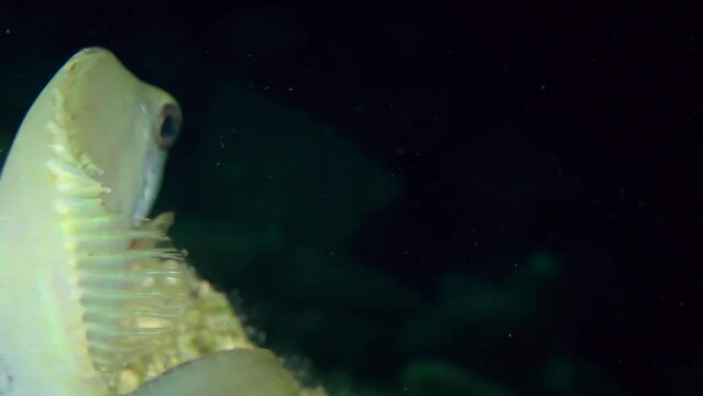 Alien species: Spinefoot or Rabbitfish (Siganus sp.) in night color, portrait.