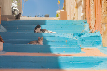 Greece, Crete, Rethymno, Stray Cats