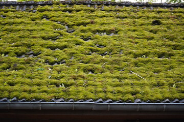 Totally mossy tiled roof of a house in northern Germany. Several rainy months have allowed the...