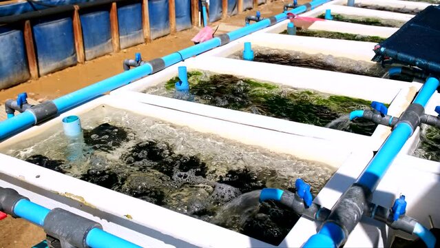 Aerated fibreglass tanks housing baby abalone spat with inflow of sea water