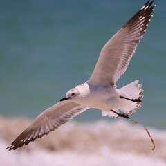 A Silver Gull (chroicocephalus novaehollandiae) defecates (poop) in flight, turquoise colored sea...