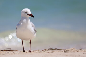 Seagull standing, white sandy beach, turquoise colored sea out of focus background.  Bokeh reflections off waves