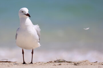 Seagull, white sandy beach, turquoise colored sea out of focus.  A feather drift off in the breeze