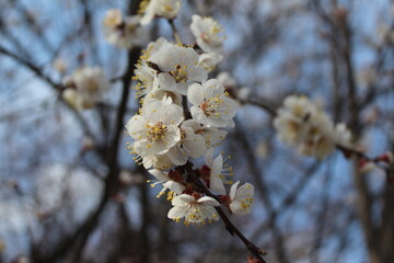 blossom in spring