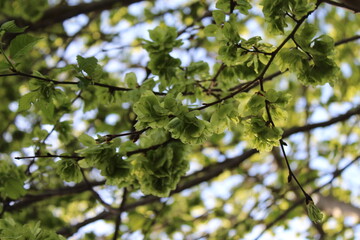 green leaves and blue sky