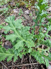 plant leaf in the park