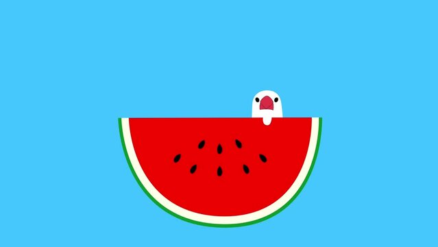 シンプルでかわいい白文鳥とスイカのアニメーション
