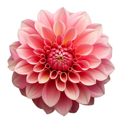 dahlia isolated on white