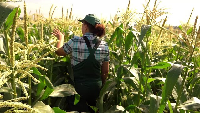 Female farmer is walking on the corn field and examining corn stems . High quality 4k footage