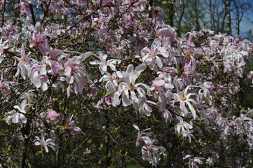Blooming magnolia flowers in the park in spring. Magnolia tree blossom.