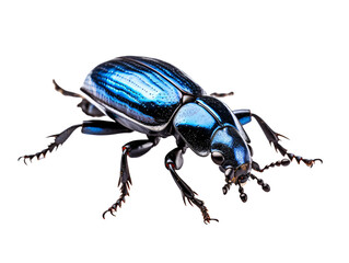 Naklejka premium a close up of a blue bug