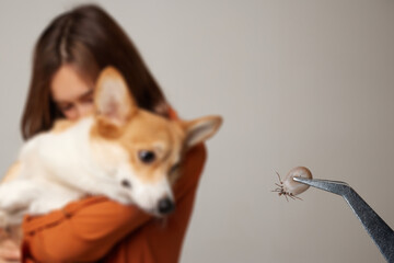 the doctor holds a tick with tweezers close-up, after removing it from a dog, treating the animal...