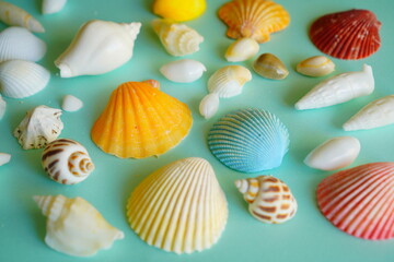 カラフルに色付いた貝殻