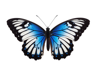 a butterfly with blue wings