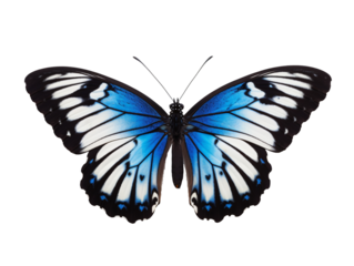 a butterfly with blue wings