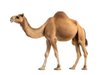  a camel walking with its mouth open © TONSTOCK