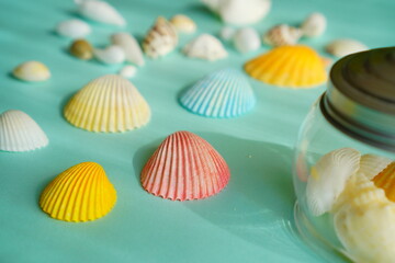 カラフルに色付いた貝殻
