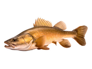 a close up of a fish