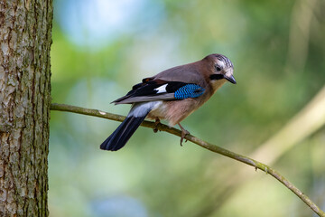 The Eurasian jay in a sunny forest, Garrulus glandarius