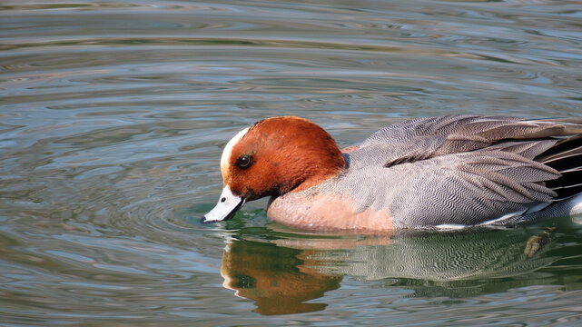 Ripples on the surface of water created by migratory ducks, the common pochard