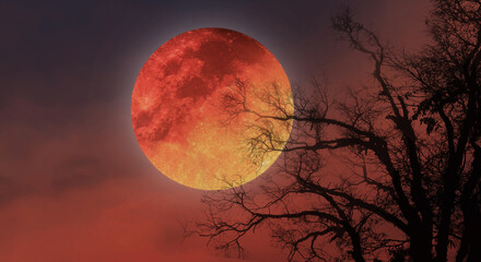Dramatic big full blood moon with creepy silhouette tree branches on colorful twilight sky. Image use for Halloween atmosphere commercial background.