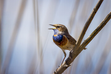 A male Bluethroat sits on a branch, sings a song, and looks toward the camera lens on a sunny...