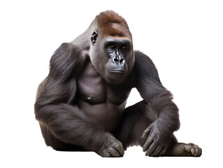 Obraz premium a gorilla sitting on the ground