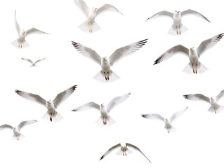 a group of white birds flying