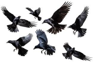a group of black birds flying