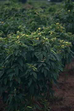 pigeon pea or tuvar beans vegetable on plant with flower