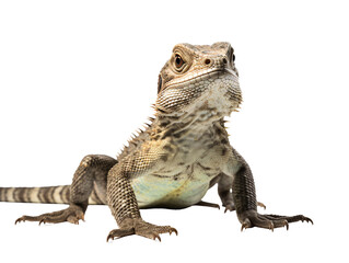 a lizard with a white background
