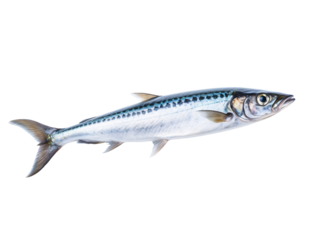 a silver fish with black spots