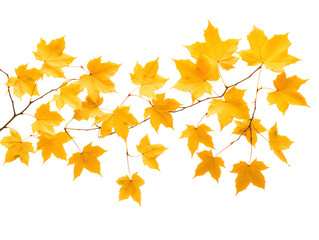 a group of yellow leaves