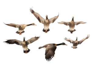a group of ducks flying