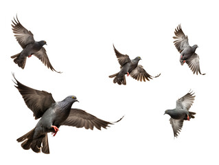 a group of birds flying