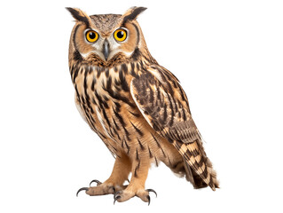 Naklejka premium a brown and black owl with yellow eyes