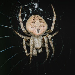 Close-up photo of a spider on a web. Patterned abdomen with shades of brown and beige. Macro photography arachnid.
