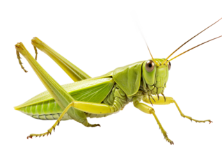 a close up of a grasshopper