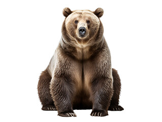 a bear sitting on a white background