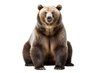 a bear sitting on a white background