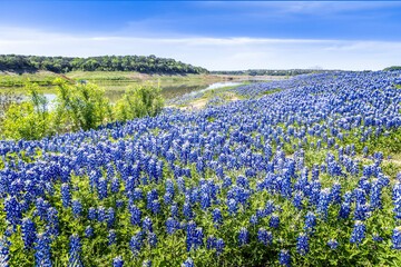 Huge meadow covered with blue bonnets in Texas