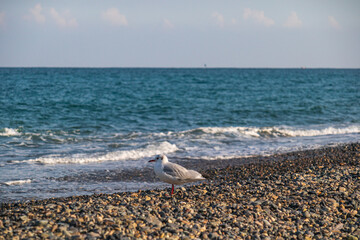 seagulls on the beach