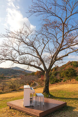 landscape with a tree