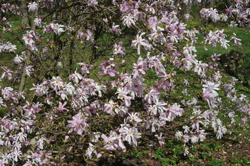 Blooming magnolia flowers in the park in spring. Magnolia tree blossom.