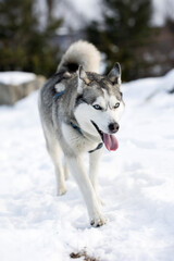 Naklejka premium Siberian Husky dog smiling, winter forest