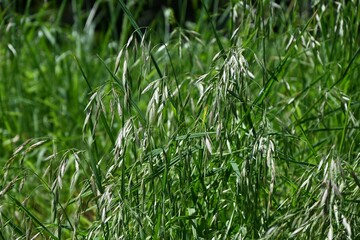 Rescue grass ( Bromus catharticus ) spikelet. Poaceae perennial weed. Flowering season is from May to August, and panicles are produced from the tip of the stem.
