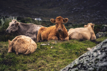 Classiche mucche immerse nella natura Irlandese