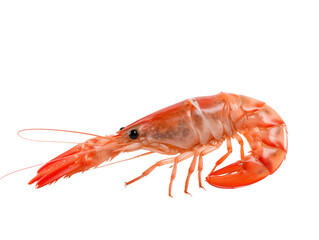 a shrimp on a white background
