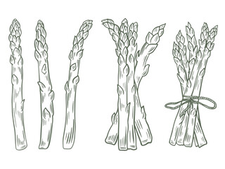Single pods and bunches set of sketches vector graphics. Healthy organic food, plant sprouts ink engraving. Asparagus harvest hand drawn collection
