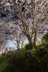 ライトに照らされた満開の桜　愛知県